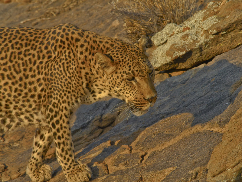 Amani Lodge, Leopard